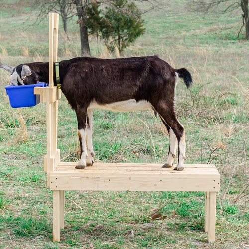 New Small Carpenter Built Goat Milking Stand for Etsy