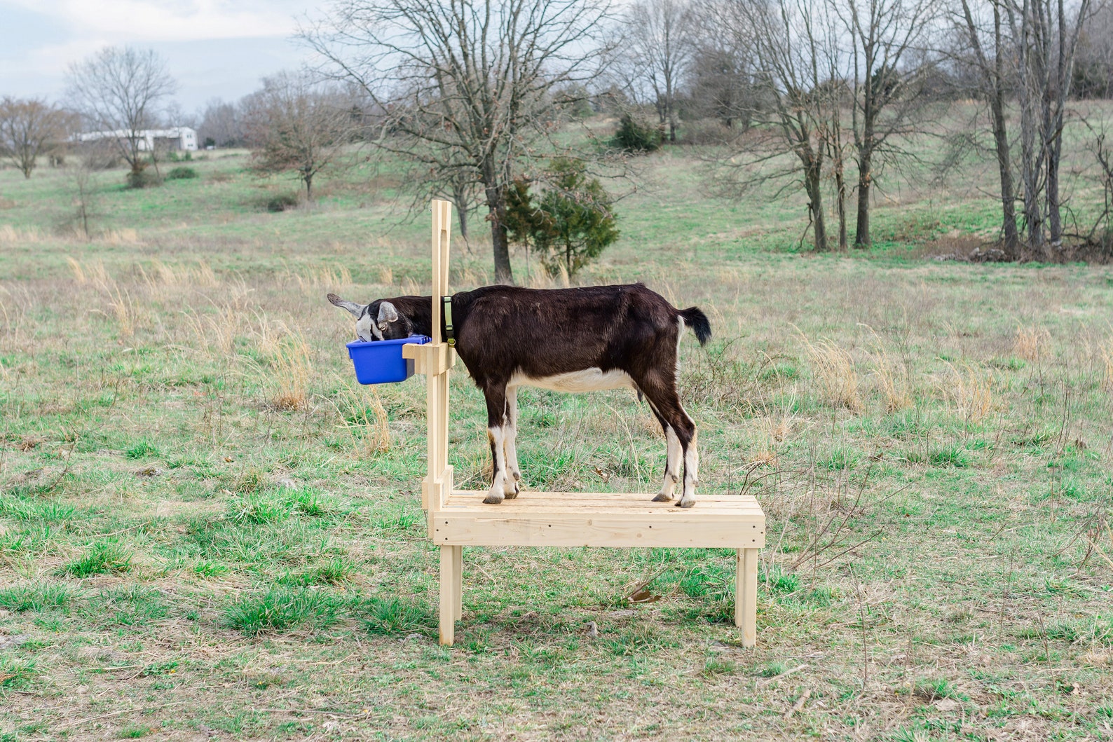 New Small Carpenter Built Goat Milking Stand for Etsy