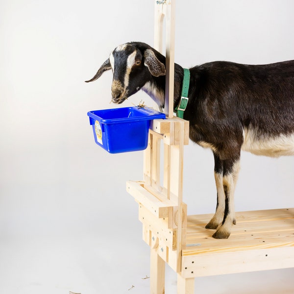 Heavy-Duty Dual Wood Goat Milk Stand Customizable, High Quality and Easy Assembly, Perfect for Dairy/Hobby Farms