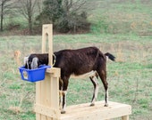 Goat Milk Stand for Pygmy and Dwarf Goats, Quality Eco Friendly Durable