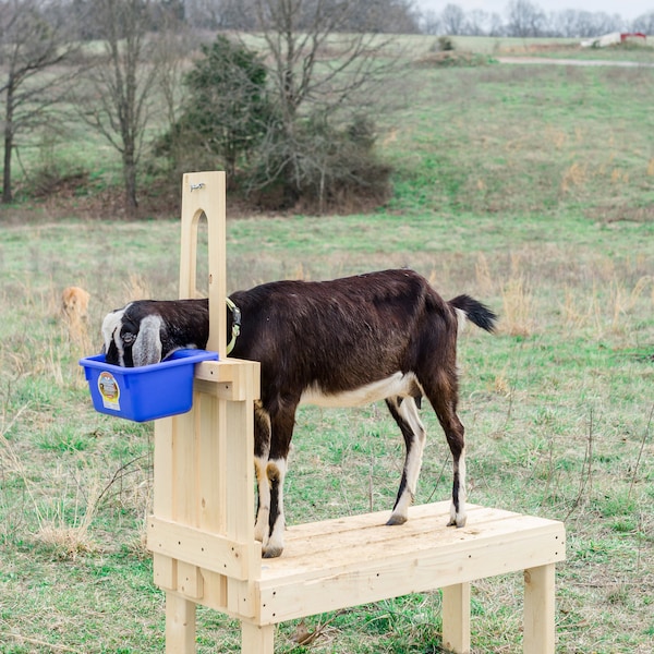 Goat Milk Stand for Pygmy and Dwarf Goats, Quality Eco Friendly Durable