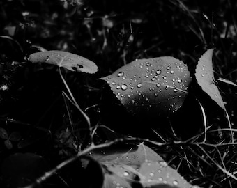 Fine Art Lustre Photographic Print-Leaves