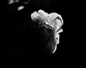 Fine Art Lustre Photographic Print-Peony