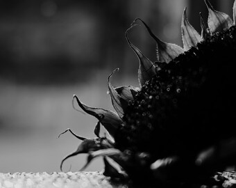 Fine Art Lustre Photographic Print-Sunflower