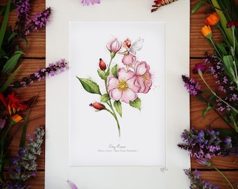 Dog Rose - Art Print