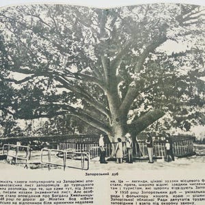 May include: Black and white photograph of a large, old oak tree with a wide canopy. Several people stand near the tree, which is surrounded by a low fence. The image is from a book, with text visible on the left and right sides.