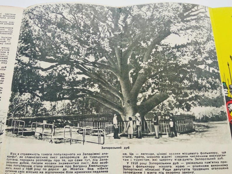 May include: Black and white photograph of a large, old oak tree with a wide canopy. Several people stand near the tree, which is surrounded by a low fence. The image is from a book, with text visible on the left and right sides.