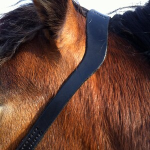 Bitless Bridle image 5