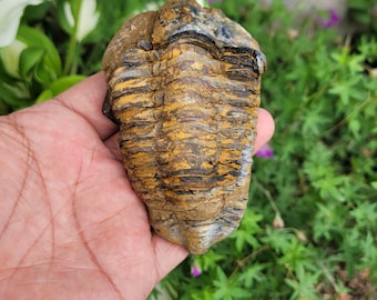 May include: A fossilized trilobite with a segmented body, showcasing a mix of brown, black, and yellow hues. The ancient marine arthropod is held in a hand, with a blurred green background of foliage.