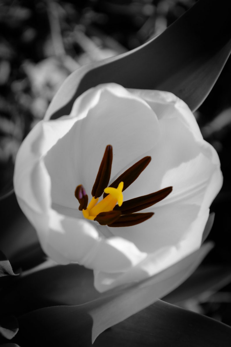 Flower Photography Tulip Photos Home Decor Wall Art Black and | Etsy