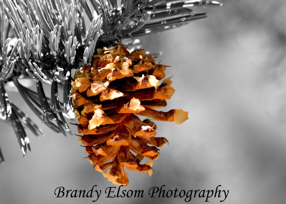 Pine Cone Photography Outdoors Nature Print Tree Photo Family Etsy
