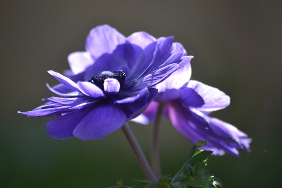 Flower Photography Home Decor Wall Art Full Color Purple Etsy