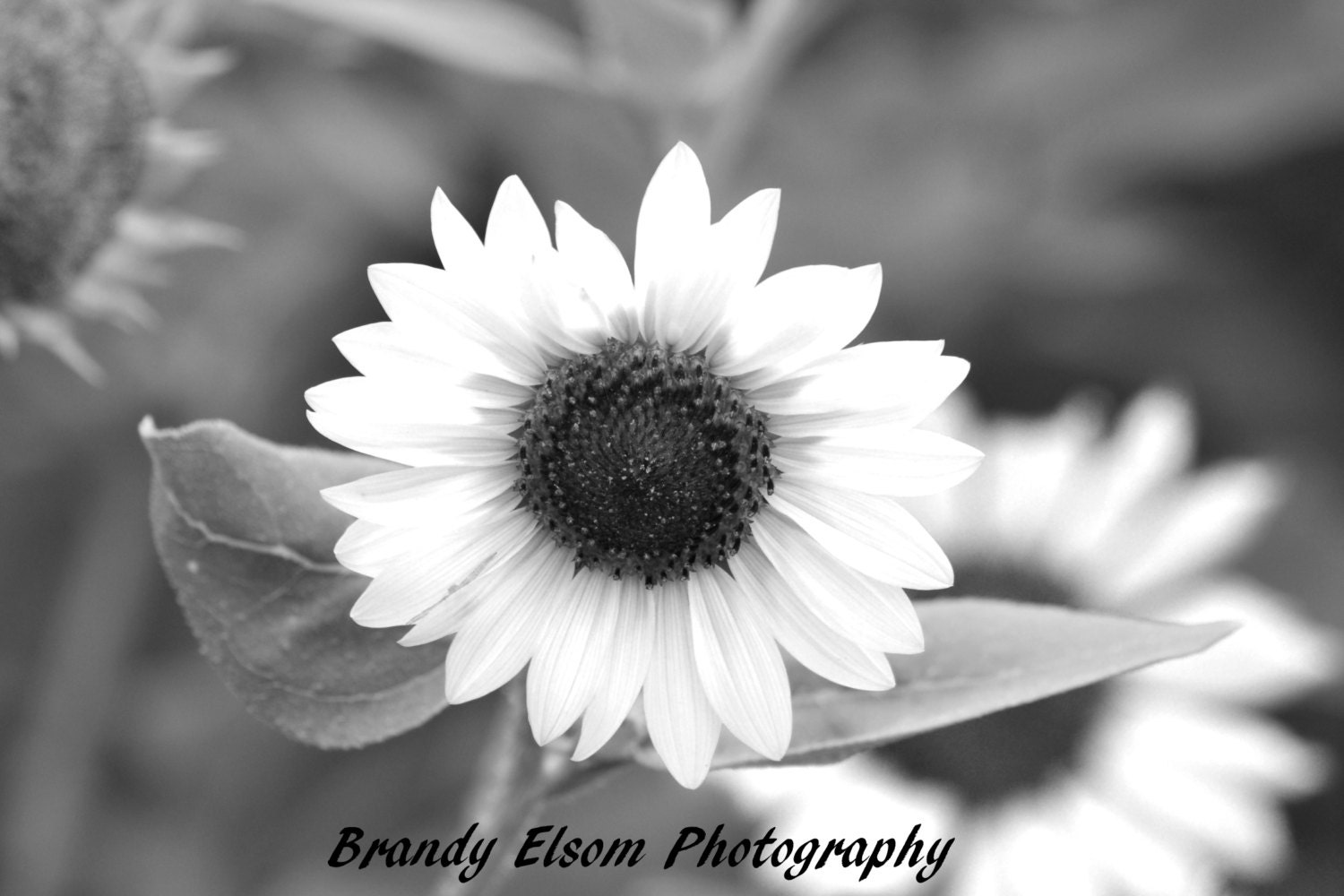 Black and white sunflower photography room decor wall hanging art print office decor family room decor bedroom decor grey tone flowers