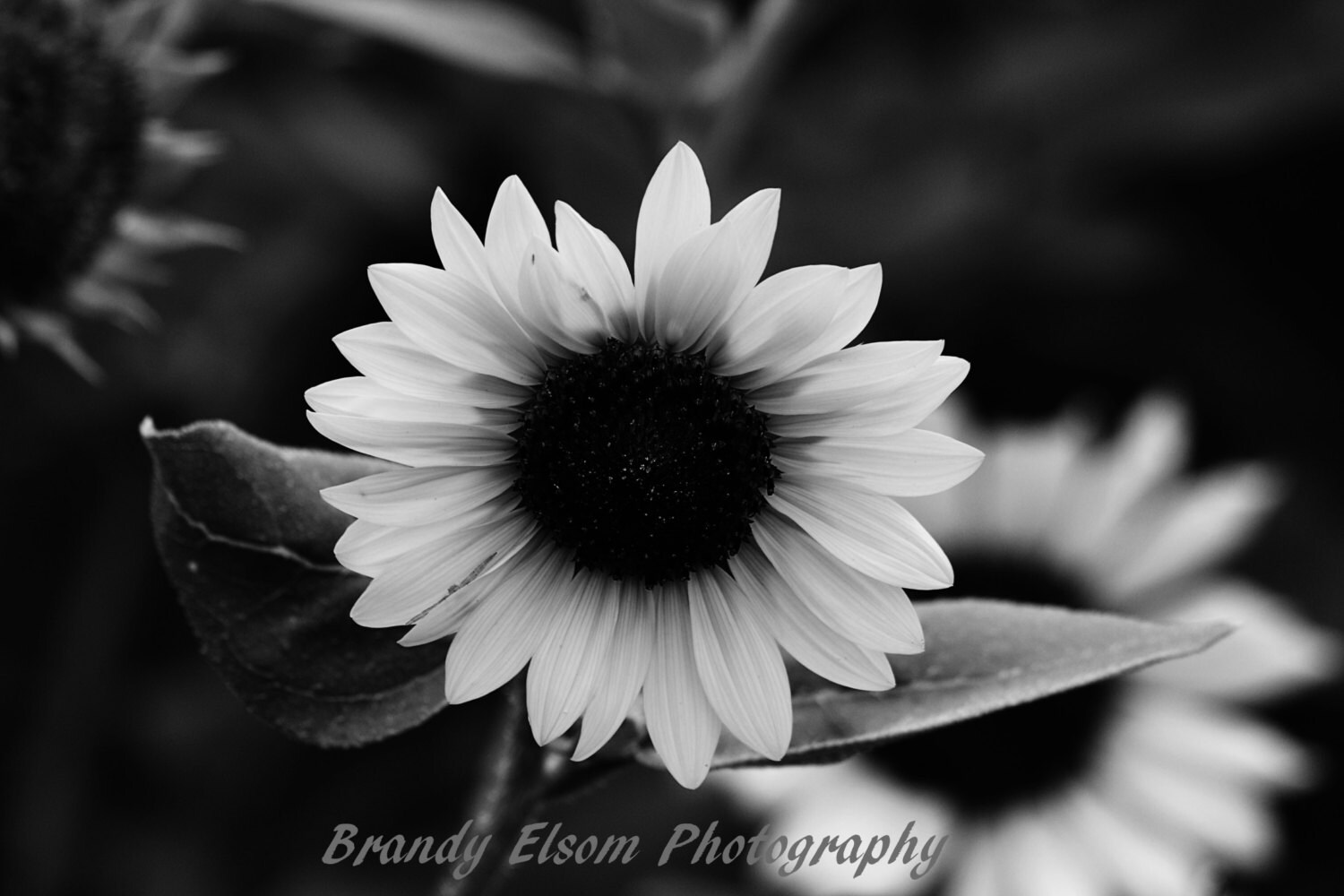 Black and white sunflower photography black and white prints flower photography home decor wall decor office decor bathroom decor