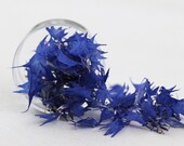 1 Box - Dried Cornflowers - Blue