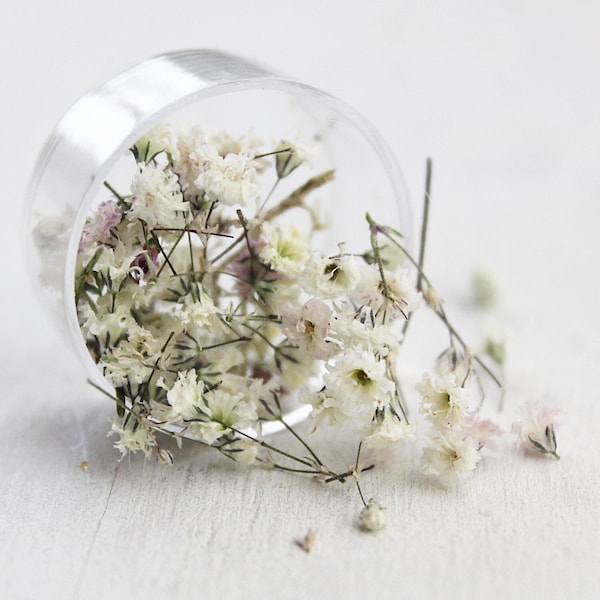 1 box - Dried flowers and branches of veil herb - white cream green