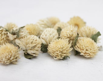 10 stuks - gedroogde echte bolvormige amarant bloemen - wit creme beige