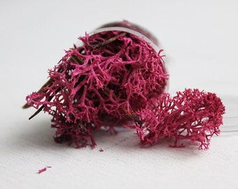 1 box - Preserved Moss - pink