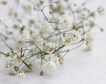 10 Stück - Getrocknete Mini Blüten am Stengel - weiß grün