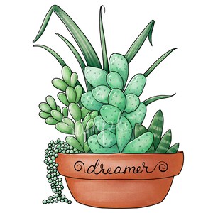 May include: A terracotta pot with the word "dreamer" written on it. The pot is filled with a variety of green succulents, including string of pearls.