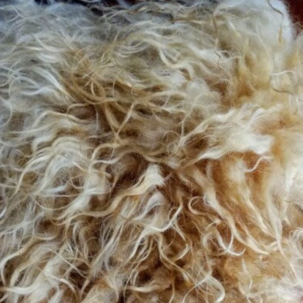 Rare breed Racka wool - 560g half fleece. Raw sheep wool for felting, spinning, weaving