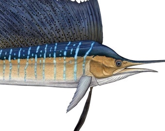 Atlantic Sailfish Masterworks Limited Edition Print On Canvas by Flick Ford, natural history art, sailfish painting