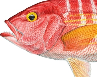 Silk Snapper LEC AP by Flick Ford, Florida snapper, natural history art, fish art, gamefish picture