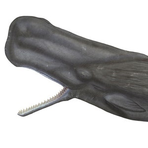 Sperm Whale Masterworks Limited Edition Print On Canvas by Flick Ford, sperm whale art, natural history art, whaling, FREE SHIPPING!