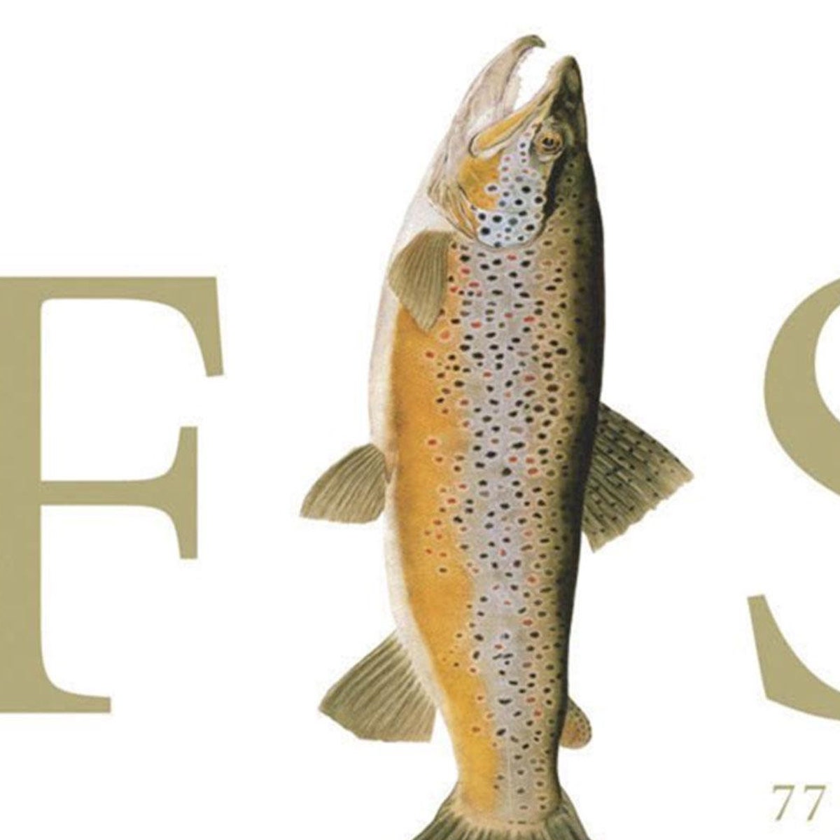 FISH, 77 Great Fish of North America Illustrated by Flick Ford With 10 Species Profiles Written by Flick Ford - Etsy