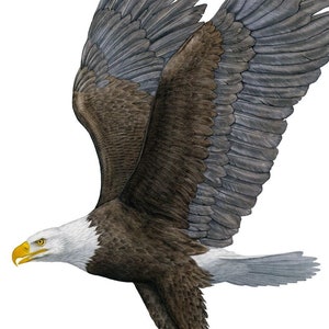 Bald Eagle Limited Edition Print On Canvas by Flick Ford, natural history art, bald eagle, bird artwork, wildlife art, FREE SHIPPING!