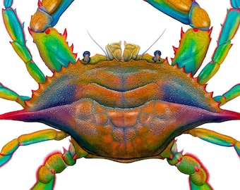 POP ART Maryland Blue Crab by Flick Ford, natural history art, crab painting, bright colors, sea creature, crustacean