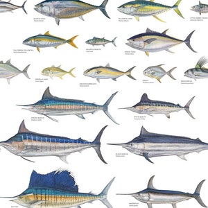 May include: A colourful illustrated poster featuring a variety of saltwater gamefish of North America. The poster includes the names of each fish and is illustrated by Tyler Ford.