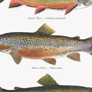 May include: A vintage illustration of three different types of trout: Brook Trout, Brown Trout, and Rainbow Trout. The illustration is in a watercolor style and features detailed markings on each fish.