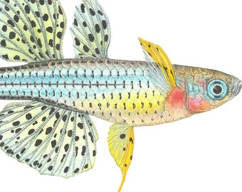 Spotted Blue-eye Open Edition Print by Flick Ford, Australian tropical fish, natural history art, fish art, tropical fish picture