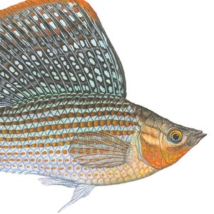 May include: A detailed illustration of a Sailfin Molly fish, featuring a prominent dorsal fin with orange and gray patterns. The fish has a striped body with orange and gray scales. Text includes "SAILFIN MOLLY" and size 4-6 inches.