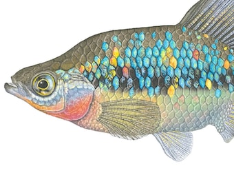 Butterfly Splitfin Open Edition Print by Flick Ford, livebearer, the Americas, goodeid, natural history art, fish art, tropical fish picture