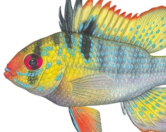 Ram Cichlid Open Edition Print by Flick Ford, South American dwarf cichlid, natural history art, fish art, tropical fish picture