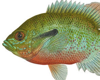 Redbreast Sunfish Open Edition Print by Flick Ford, sunfish, panfish, natural history art, fish art, freshwater picture