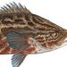 see more listings in the Saltwater Fish Prints section