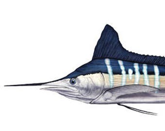 White Marlin Open Edition Print by Flick Ford, billfish, saltwater fish, natural history art, fish art, saltwater gamefish picture