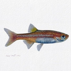 Wild Red Dwarf Rasbora, Microrasbora rubescens painting by Flick Ford, wild tropical fish, wild tropical fish original art, fish painting image 1