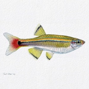 Wild White Cloud Mountain Minnow, Tanichthys albonubes painting by Flick Ford, wild tropical fish, wild tropical fish original art, fish art image 1