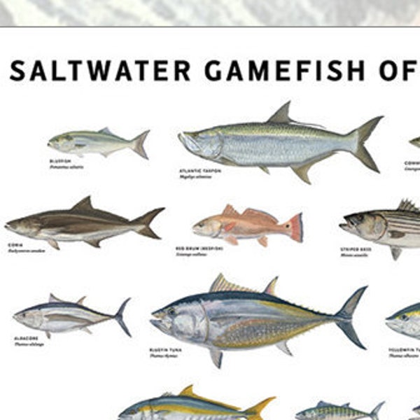 Saltwater Gamefish of America Poster, Extra-Large Format Vertical Poster of 36 American Saltwater Gamefish by Flick Ford