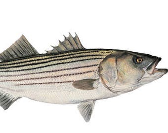 Striped Bass Open Edition Print by Flick Ford, saltwater gamefish, rockfish, natural history art, fish art, gamefish picture