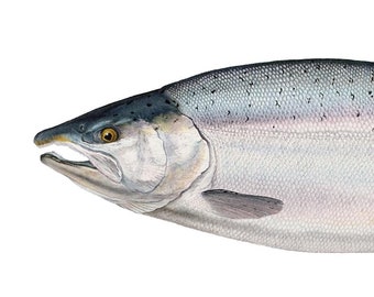 Impresión de edición abierta de salmón coho de Flick Ford, salmón nativo del oeste, arte de historia natural, arte de peces, imagen de peces de caza de agua dulce