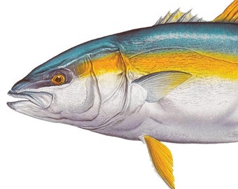 California Yellowtail Open Edition Print by Flick Ford, Western saltwater gamefish, natural history art, fish art, saltwater fish picture