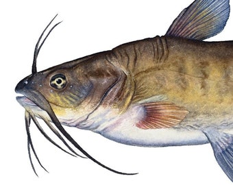Brauner Bullhead Open Edition Druck von Flick Ford, Warmwasser Gamefisch, Bullhead, Naturgeschichte Kunst, Fisch Kunst, Süßwasser Gamefisch Bild