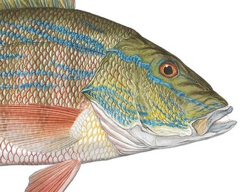 Impresión de edición abierta de pargo de Flick Ford, peces de agua salada, arte de historia natural, pargo, arte de peces de Florida, arte de peces de la Costa del Golfo