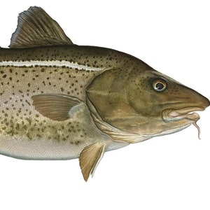 Könnte beinhalten: Illustration eines Atlantischen Kabeljaus. Der Fisch ist braun mit weißen Flecken und einem weißen Streifen entlang seiner Seite. Der Text "ATLANTIC COD" und "(Grows maximal 3ft 20-42 inches, Weight 4-40 lbs average)" befindet sich unter dem Fisch.