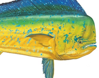 Dorado Open Edition Print by Flick Ford, Southern gamefish, saltwater food fish, natural history art, fish art, saltwater gamefish picture